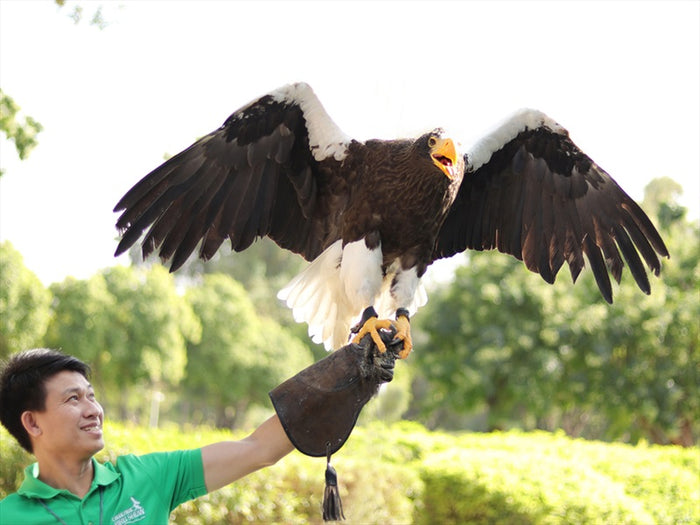 Creek Park Exotic Bird Show - 3