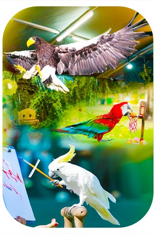 Creek Park Exotic Bird Show