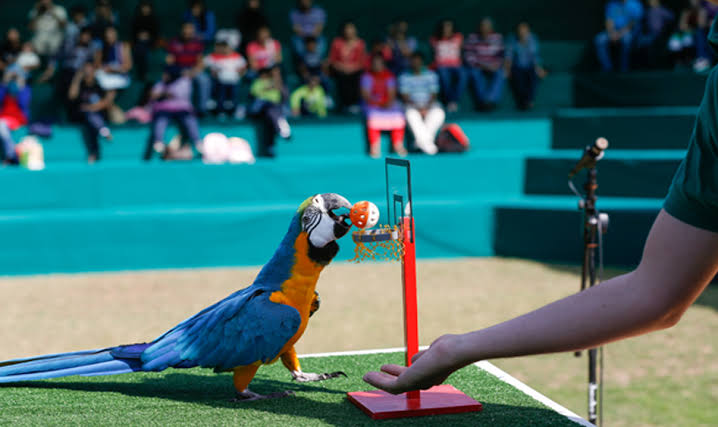 Creek Park Exotic Bird Show