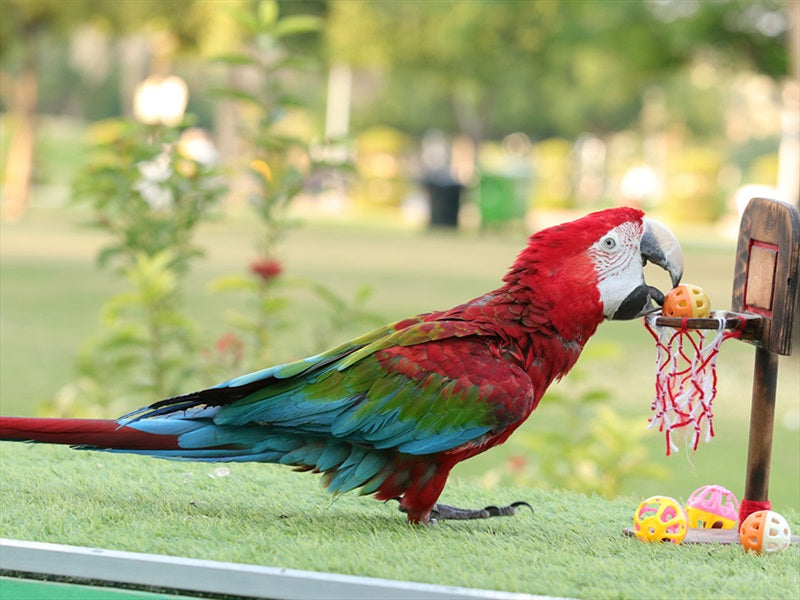 Creek Park Exotic Bird Show