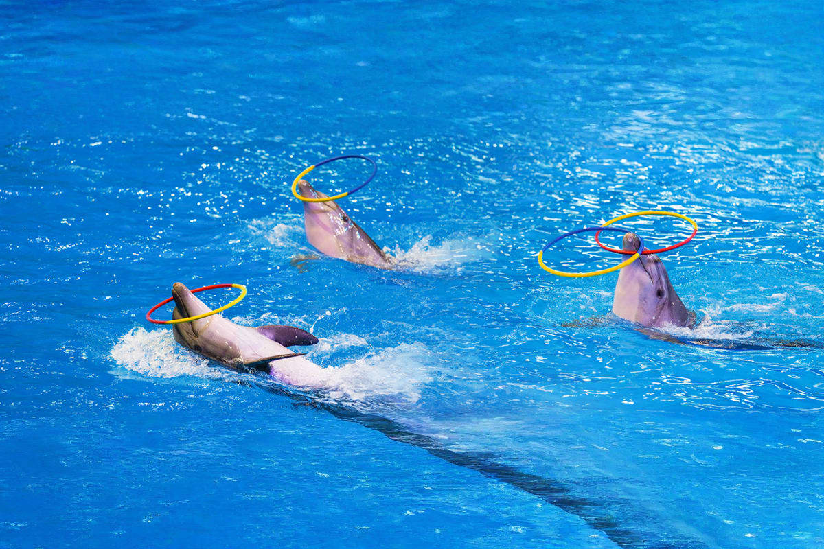 Dolphin and Seal Show Dubai Dolphinarium