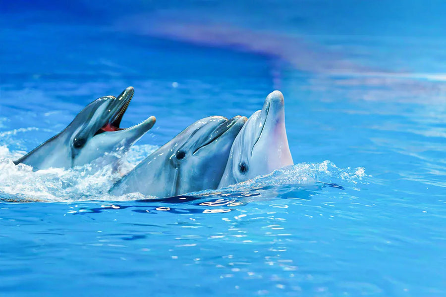Dolphin and Seal Show Dubai Dolphinarium - 4