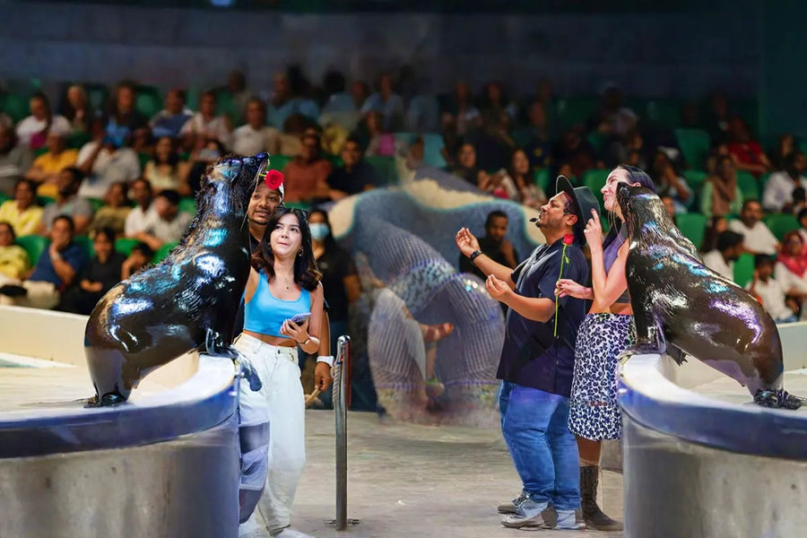 Dolphin and Seal Show Dubai Dolphinarium - 6