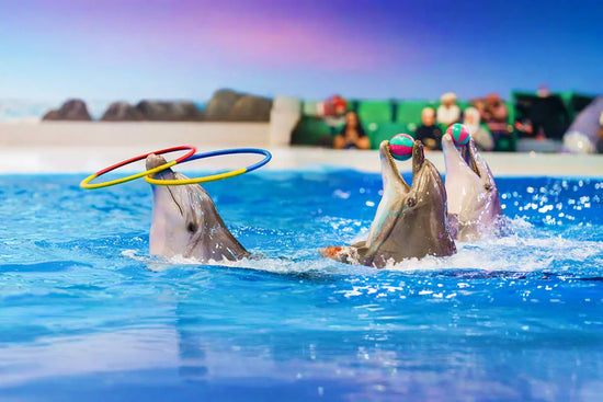Dolphin and Seal Show Dubai Dolphinarium