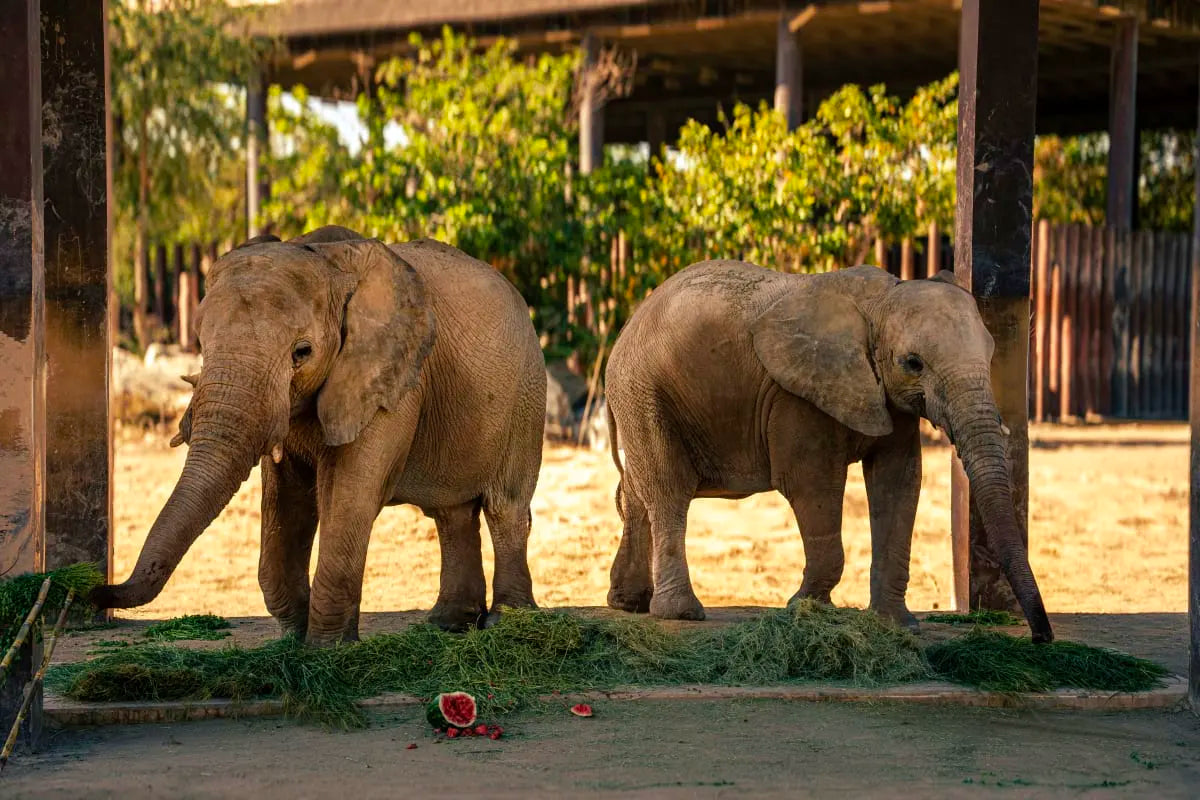 Dubai Safari Park