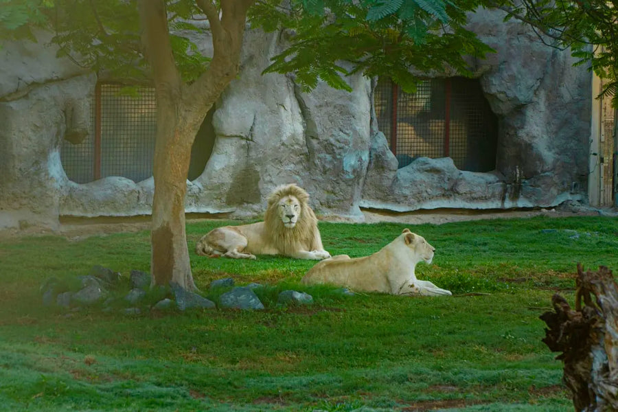 Dubai Safari Park - 12