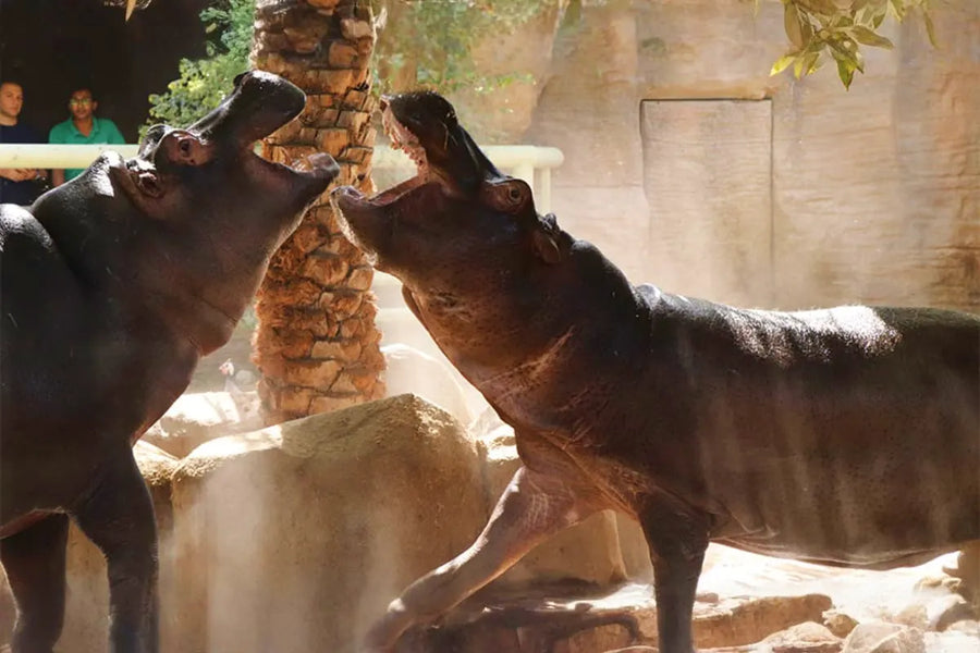 Emirates Park Zoo Tickets - 7