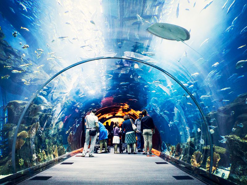 Lost World Aquarium Day Pass - 9