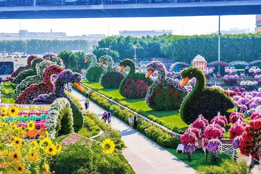 Dubai Miracle Garden - 3