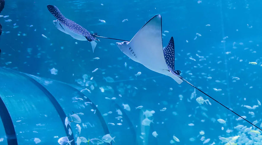 National Aquarium Abu Dhabi - 7