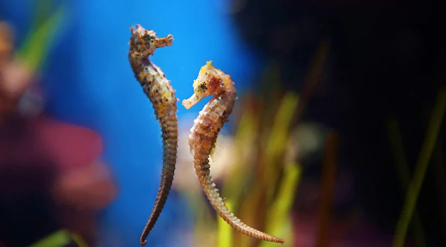 National Aquarium Abu Dhabi - 8