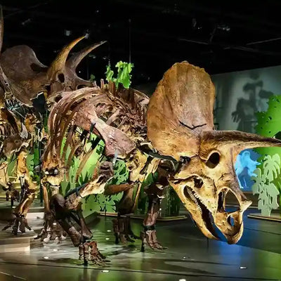 Natural History Museum Abu Dhabi