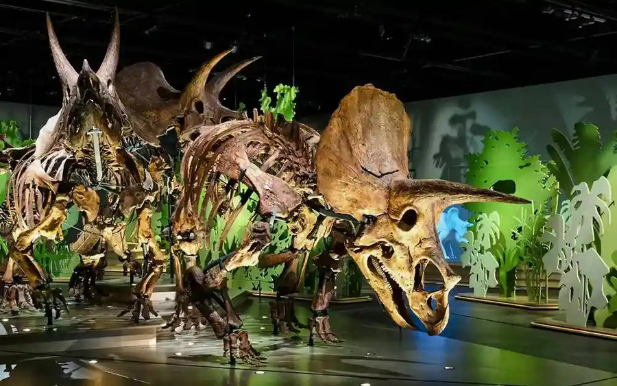 Natural History Museum Abu Dhabi - 1