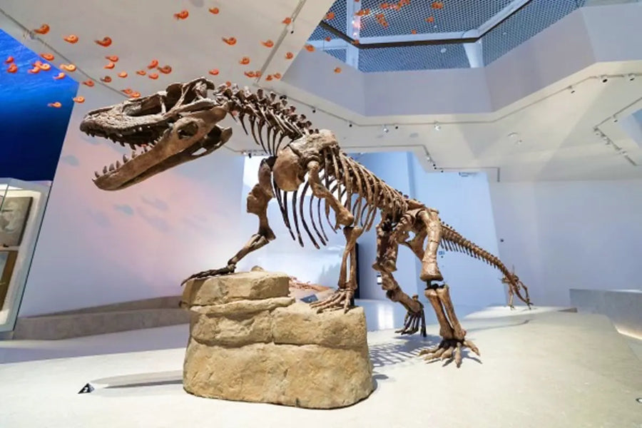 Natural History Museum Abu Dhabi - 6