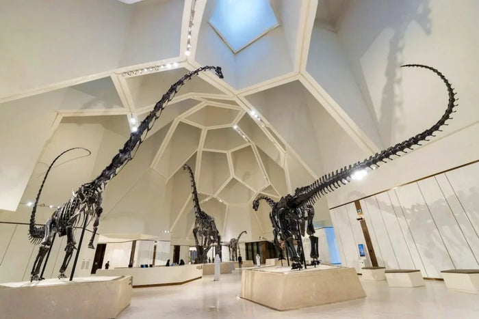 Natural History Museum Abu Dhabi - 2