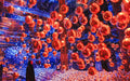 TeamLab Phenomena Abu Dhabi