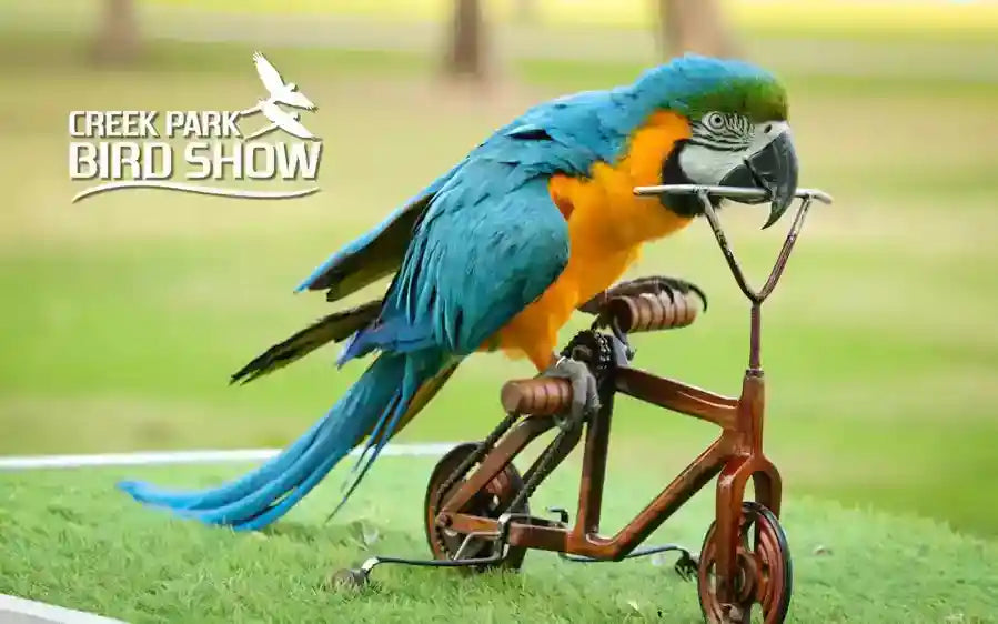 Creek Park Exotic Bird Show