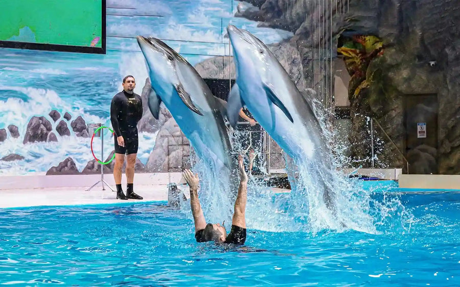 Dolphin and Seal Show Dubai Dolphinarium - 7