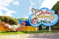 Dubai Butterfly Garden