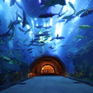 Dubai Aquarium & Underwater Zoo